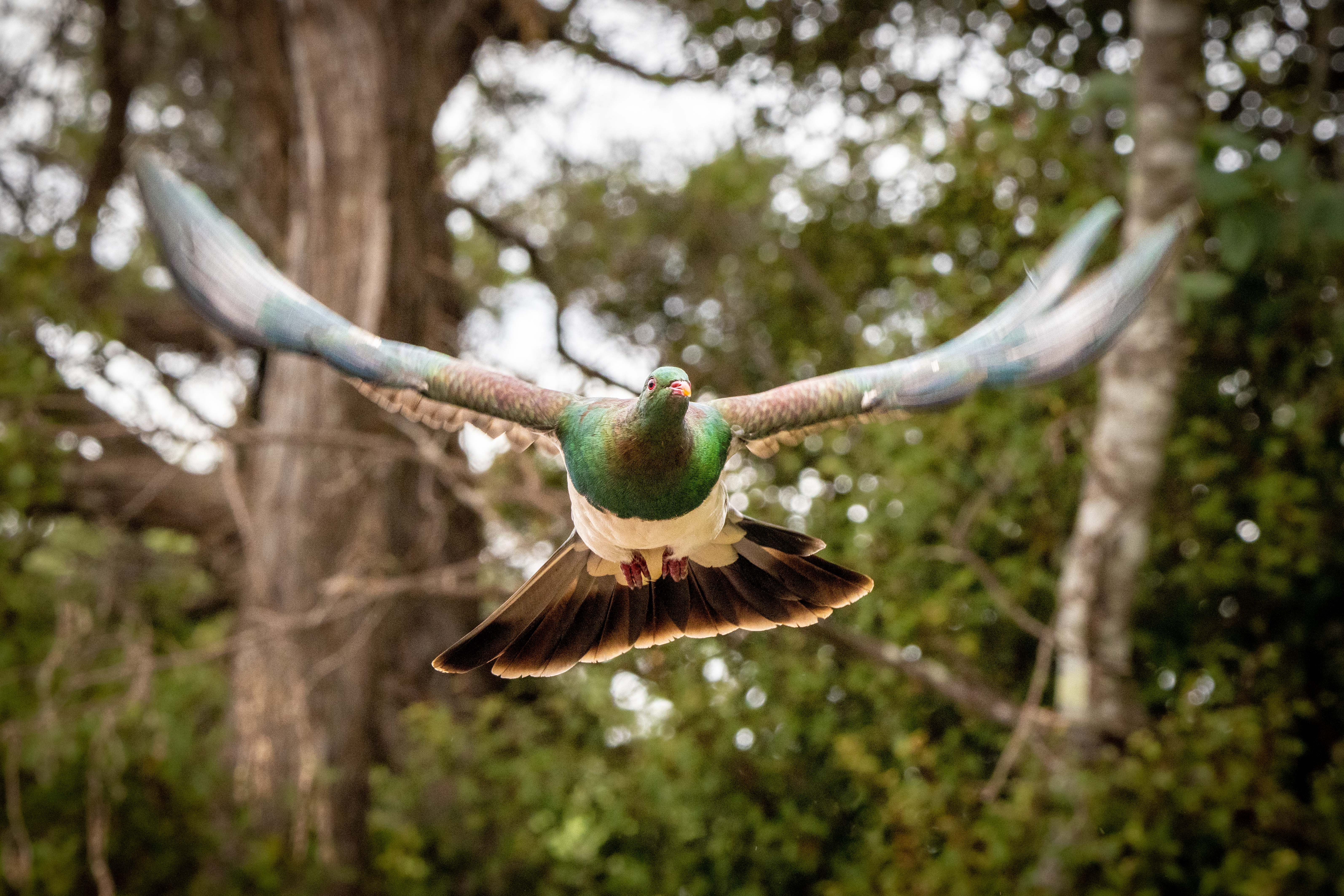 Kereru on a mission